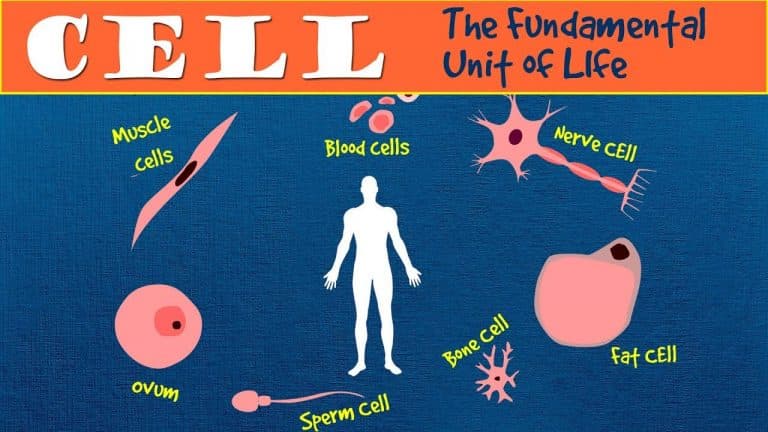 Learn About the Fundamental Unit of Life – The Cell via Online Tutoring