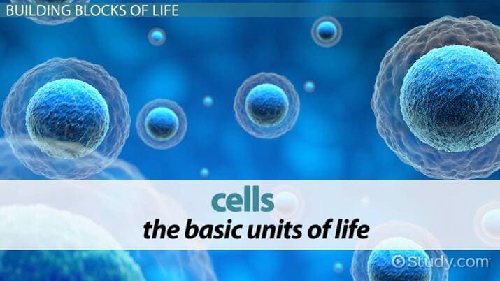 Cell The Fundamental Unit of Life