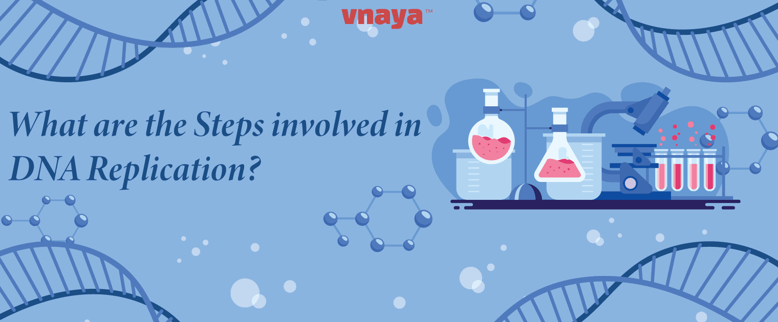 What are the Steps involved in DNA Replication?